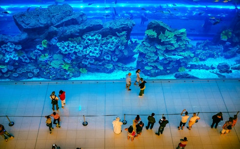 Dubai Aquarium & Underwater Zoo with Penguin Cove Tickets