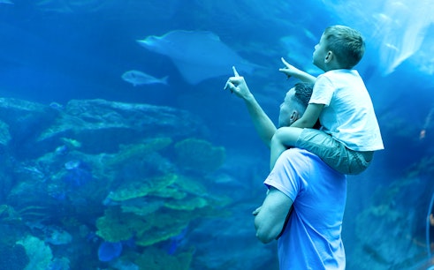 Dubai Aquarium & Underwater Zoo with Penguin Cove Tickets