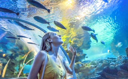 Dubai Aquarium & Underwater Zoo with Penguin Cove Tickets
